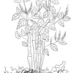 Picture of Knotweed